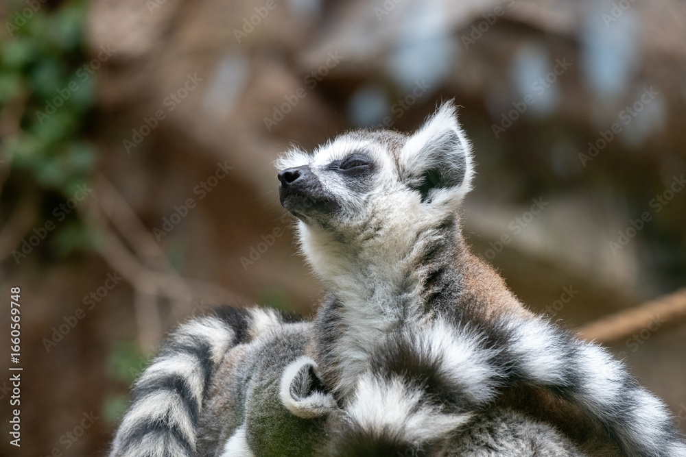 Fototapeta premium Relaxed lemur basking in sunlight at zoo with soft blurred background