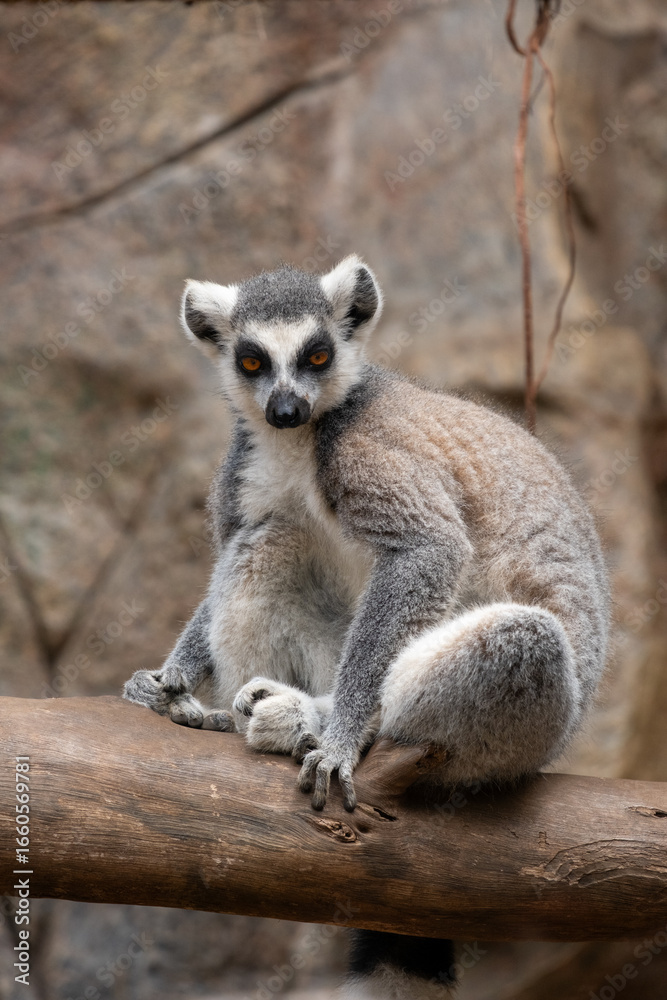 Fototapeta premium Ring tailed lemur resting on tree branch in natural habitat