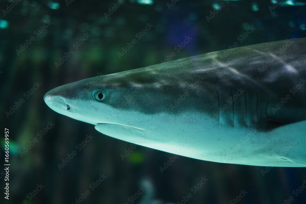 Naklejka premium Close-up of shark swimming gracefully underwater in ocean