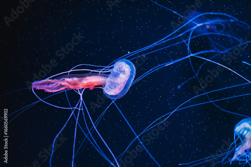 Vibrant jellyfish gracefully pulsating in deep blue ocean waters