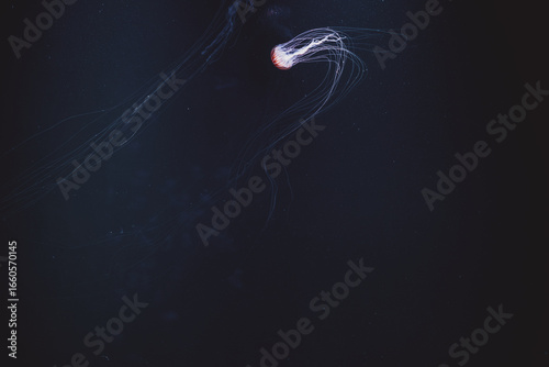 Mesmerizing jellyfish gliding elegantly through deep dark ocean waters