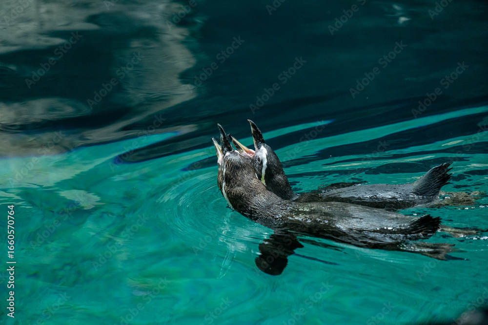 Obraz premium Penguins feeding in crystal clear water