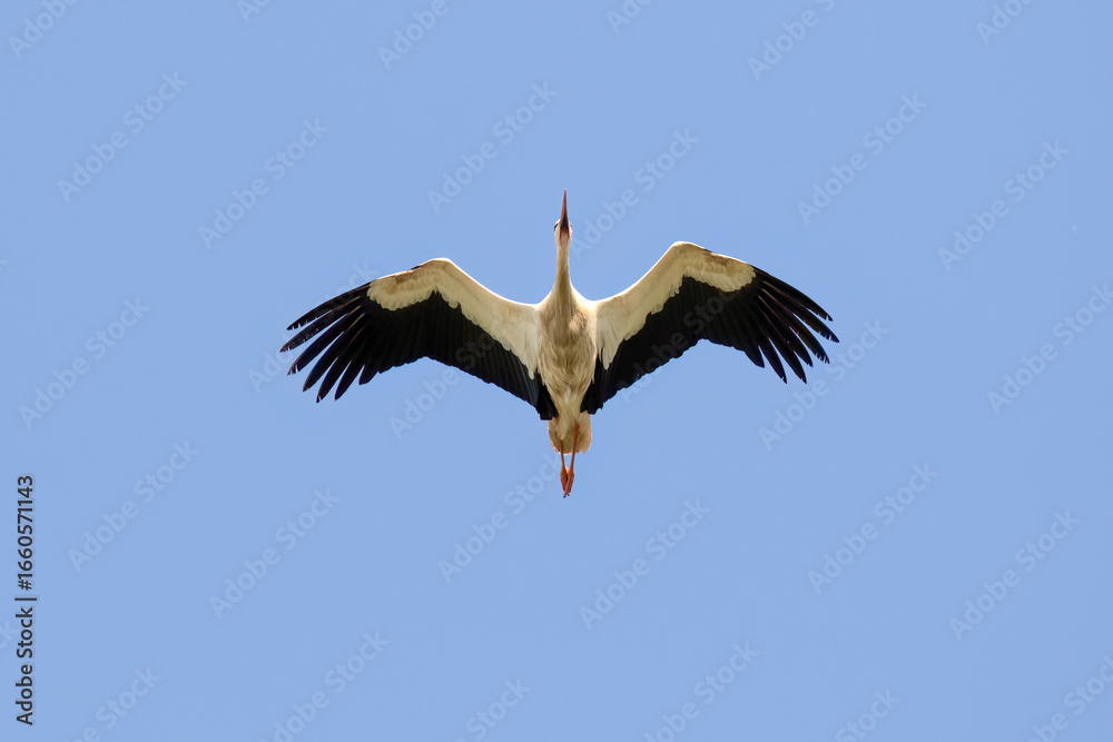 Obraz premium White Stork in Flight