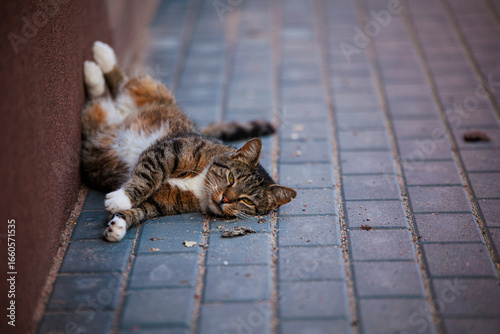 Kot leżący na chodniku
