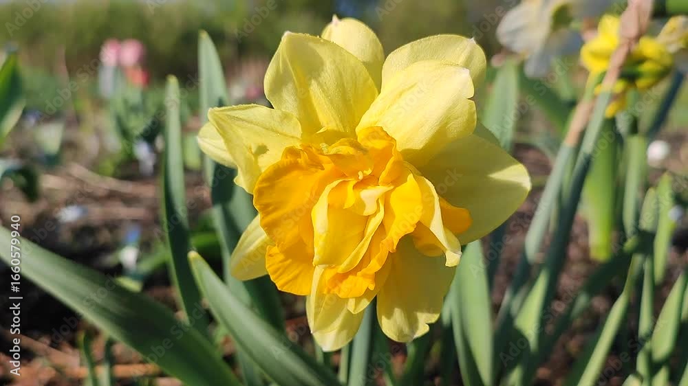 Narcissus. Beautiful flower narcissus. Blooming narcissus flower with many yellow petals in inflorescence close-up. Blooming daffodil flower with green leaves growing in ground on spring morning Narcissus. Beautiful flower narcissus. Blooming narcissus flower with many yellow petals in inflorescence close-up. Blooming daffodil flower with green leaves growing in ground on spring morning