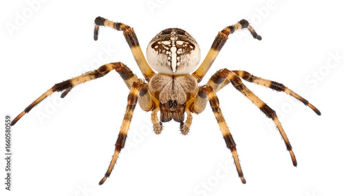 Oak spider showing eight legs on transparent background