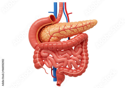 Foto Isolated Medically Accurate 3D View of the Pancreas and Intestines