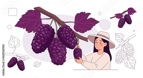 Delightful Mulberry Gathering Freshly Harvested by Smiling Farmer Illustration