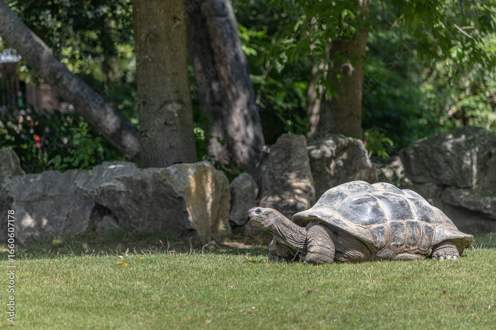 Naklejka premium A giant tortoise (Chelonoidis spp.) captured in its natural or zoo habitat — showcasing its massive shell, slow movement, and impressive size.