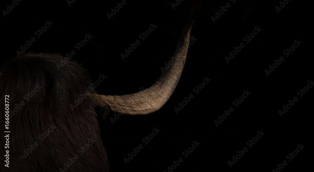 Obraz premium Yak Horn Against the Void: A close-up of a majestic yak horn against a dark background, showcasing the texture and strength.