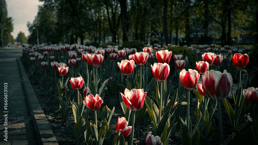 Obraz premium Red and White Tulips Blooming in Park Alley