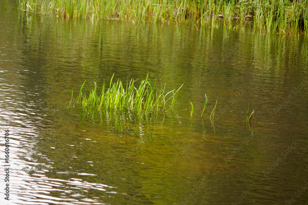 Fototapeta premium reeds in the water