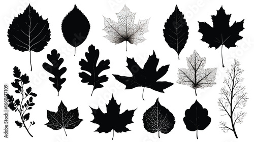 Vector illustration of various autumn leaves in black and white creating a natural and elegant seasonal design for backgrounds and decorations