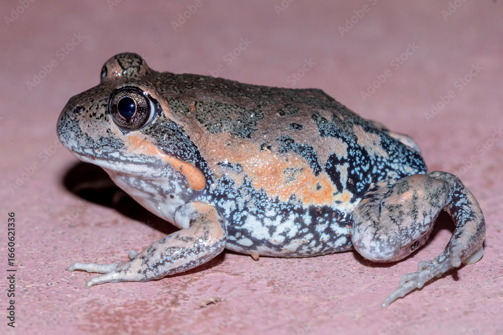 Fototapeta premium Pobblebonk Frog with Distinctive Mottled Skin