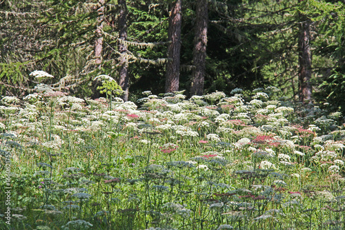Fotografie margine di bosco, ombrelle di varie specie