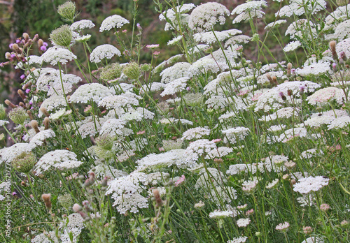 Obraz na plátně margine di bosco, ombrelle di varie specie