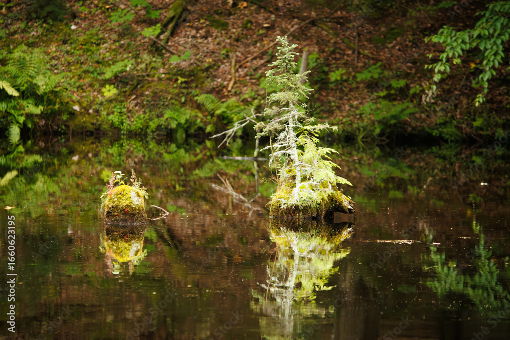 Fototapeta premium A pair of stumps in the river