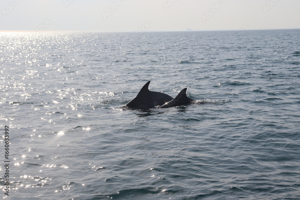 Fototapeta premium chausey, iles, normandie, mer, paysage