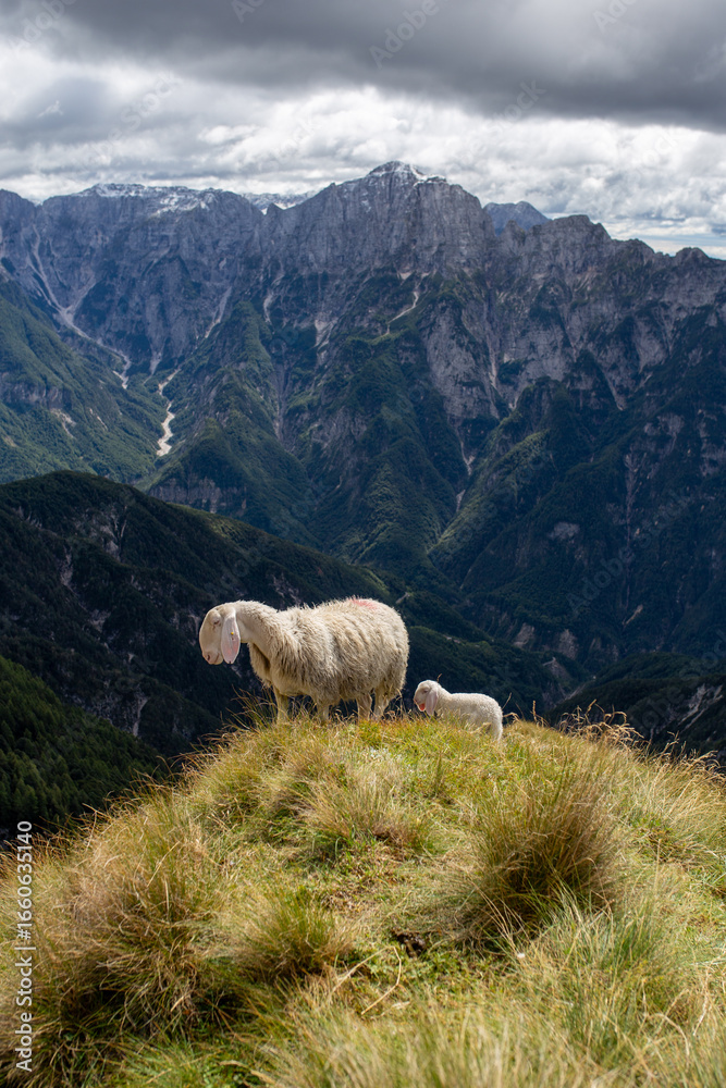 Fototapeta premium Pastoral image of a mother sheep and her lamb at high altitude, evoking serenity, protection, and freedom in a natural environment.