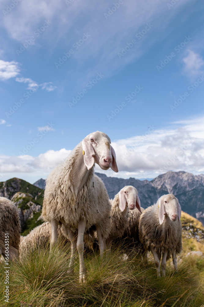 Naklejka premium Authentic scene of mountain herding, with sheep on a grassy hill and a backdrop of rocky peaks. Evokes serenity. A group of sheep grazing on a mountain top.