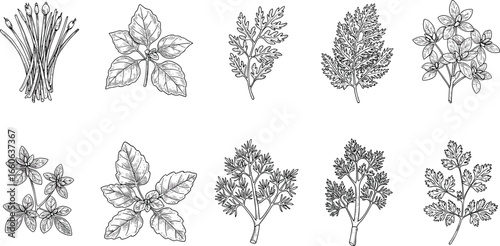 vector set of wheat ears herb botanical sketch vector illustration 