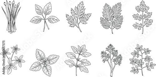 Set of eight hand-drawn herb illustrations in black and white, culinary botanical sketches for kitchen decor, vintage nature drawing pack