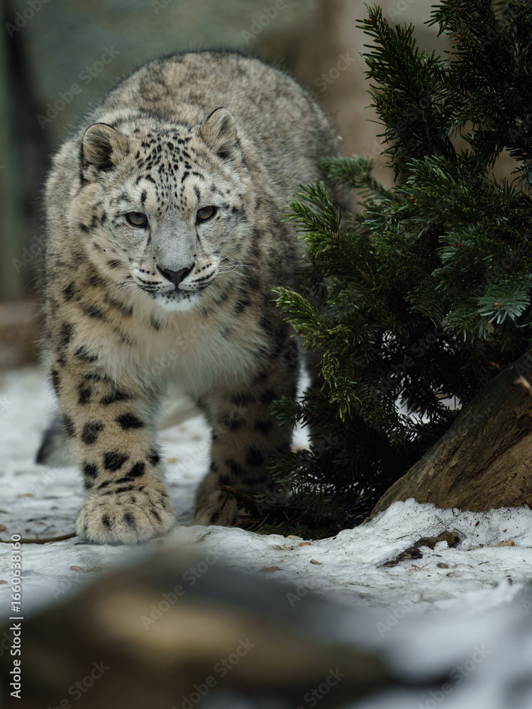 Naklejka premium Portrait of Snow leopard in zoo