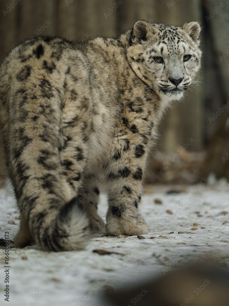 Naklejka premium Portrait of Snow leopard in zoo
