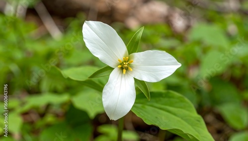 Close-up of a pristine white trillium flower
