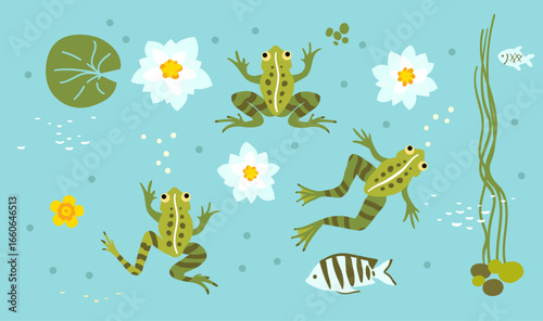 Frogs and lotuses. Underwater wild life. Vector illustration