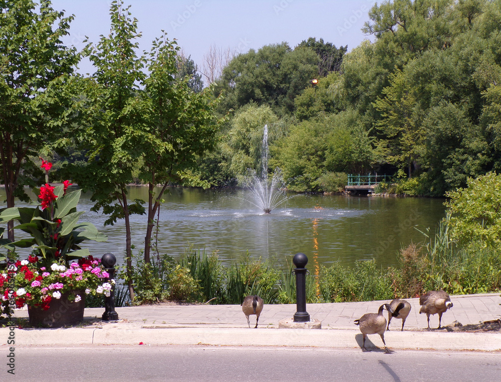 custom made wallpaper toronto digitalGees flock crossing the street