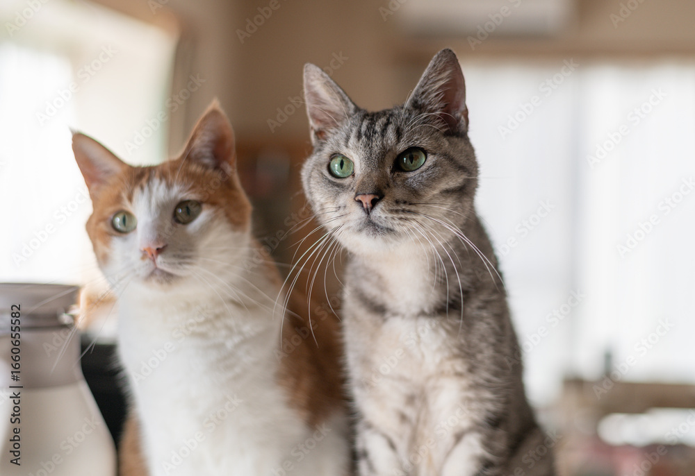 Fototapeta premium 並んで見つめる可愛い二匹の猫