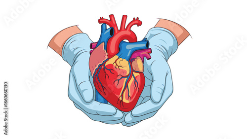 A medical professional's gloved hands gently holding a detailed anatomical human heart, symbolizing cardiology and organ donation.