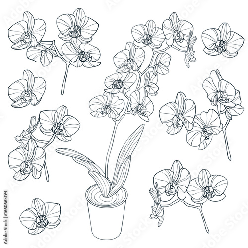 Orchid flowers set, vector sketch illustration. Orchid blossom, leaves and buds isolated on white background