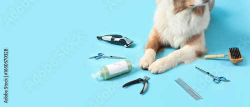 Cute Australian Shepherd dog with grooming accessories on blue background, cl...
