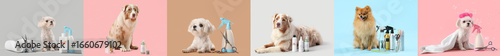Photography Set of dogs and grooming supplies on color background