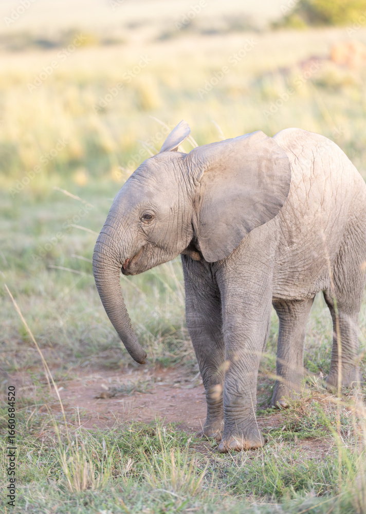 Obraz premium Elephant Calf Smile