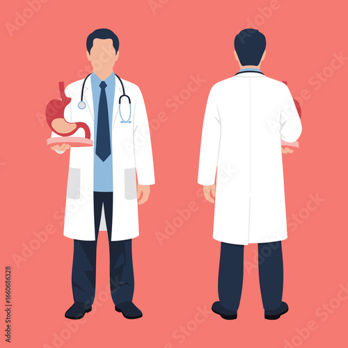 Male Gastroenterologist Doctor Character Holding a Stomach Model. Front and Back View of a Medical Professional in a White Coat. Flat Vector Illustration.