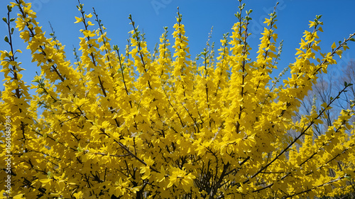 Vibrant yellow Forsythia flowers bloom abundantly on branches, heralding early spring. Dense shrub with green leaves, bright blue sky background creates cheerful garden scene, new beginnings, natural