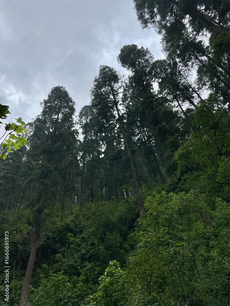 Fototapeta premium Mountain forest in the rainy day