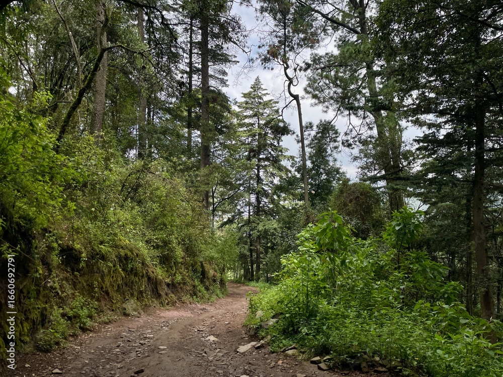 Fototapeta premium Mountain forest in the rainy day