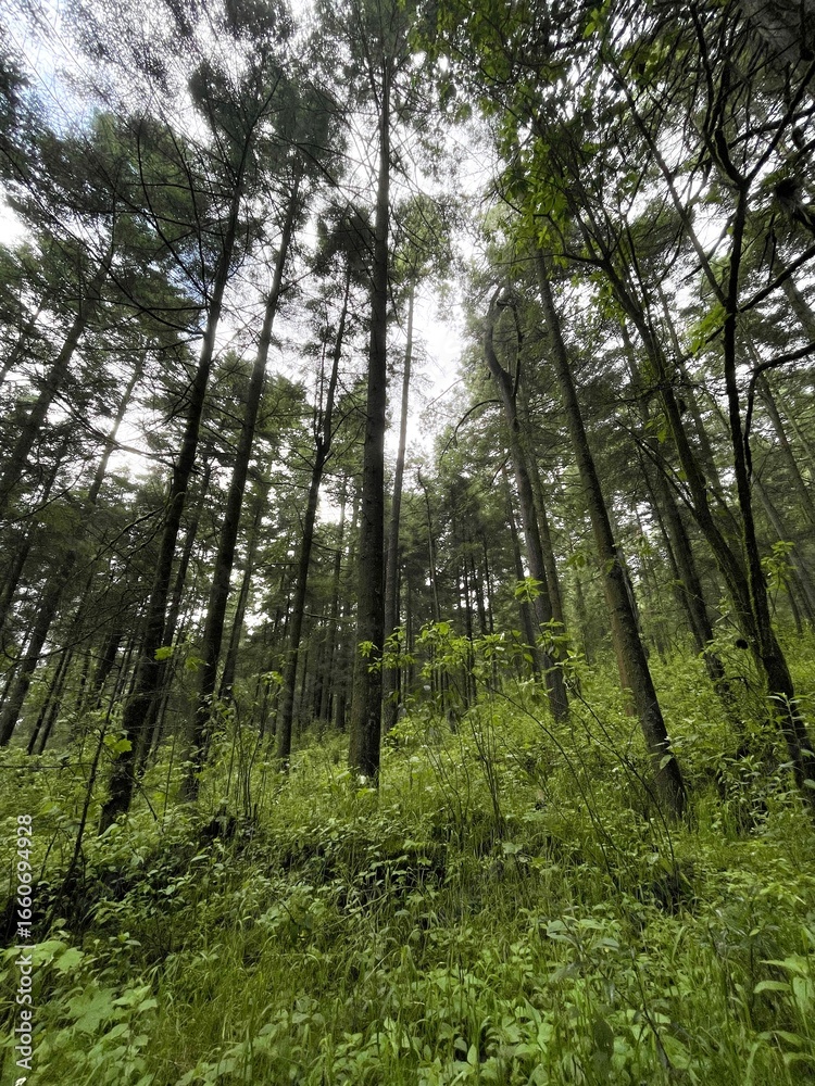 Fototapeta premium Mountain forest in the rainy day