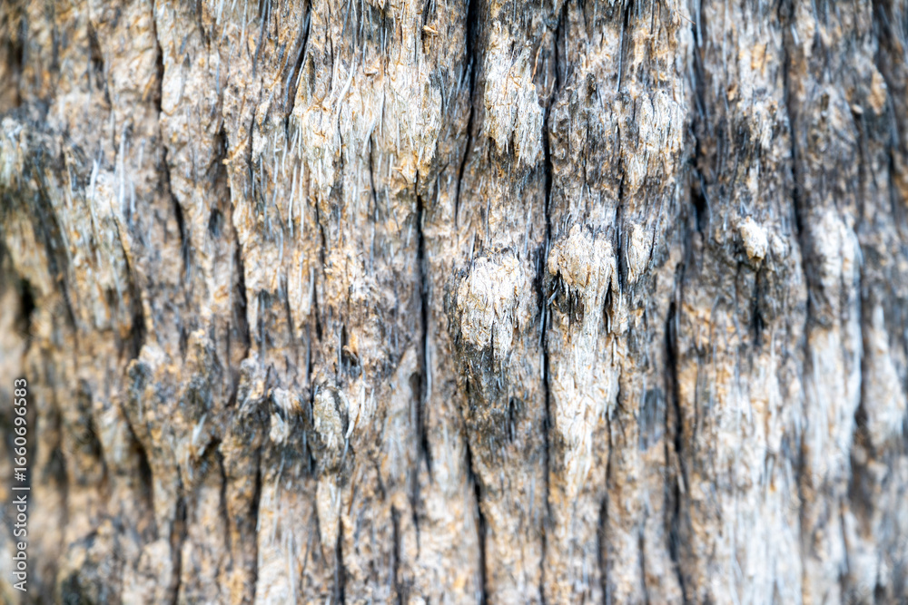Obraz premium Detailed close-up of rough tree bark showing natural ridges, fibers, and texture. Suitable for use as a natural background or design texture.
