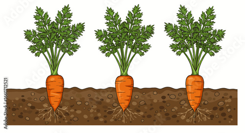Three healthy orange carrots with green leafy tops growing in rich brown soil, depicted in a clean vector illustration style.