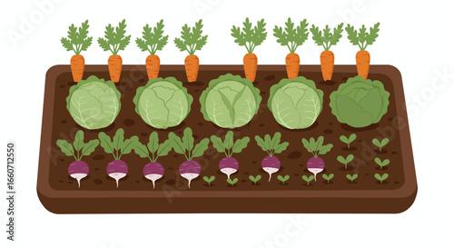A vibrant illustration of a well-tended garden bed showcasing rows of fresh carrots, cabbage, and radishes growing in fertile soil.