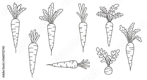 A collection of hand-drawn line art carrot illustrations, perfect for various design projects requiring a fresh, natural vegetable element.