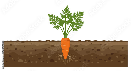 A vibrant orange carrot with lush green leafy tops and visible roots is depicted growing in rich brown soil as a clean vector illustration.