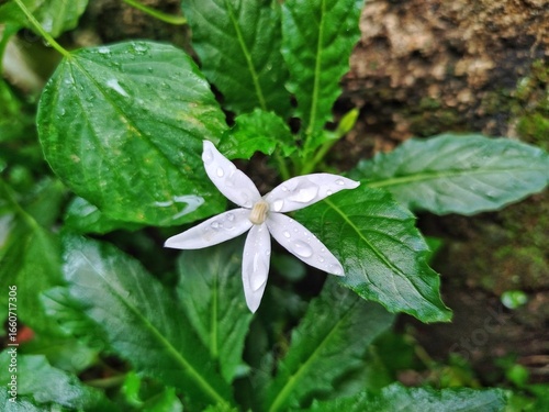 This is a beautiful close-up shot of a delicate, kitolod flower with five petals, each adorned with glistening raindrops.