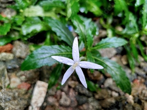 Close-up of a small, star-shaped white kitolod flower after a rain shower. The petals are adorned with glistening water droplets, contrasting with the vibrant green leaves and a textured background