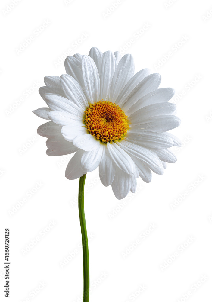 Naklejka premium Close-up of a single white daisy. Soft petals, bright yellow center. Green stem. Isolated against black
